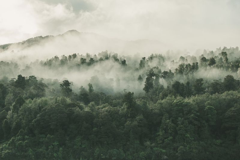 File:Treetops in fog.jpg