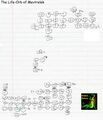 The Life-Orb of Mevtrelek EDX map.jpg