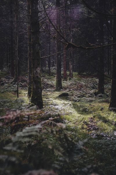 File:Dim forest.jpg